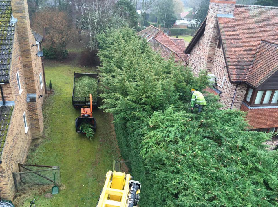 A photo of our stump grinders at work